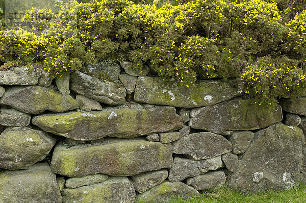 Alte Steinmauer mit Stechginster Ulex europaeus Dartmoor National Park Devon England