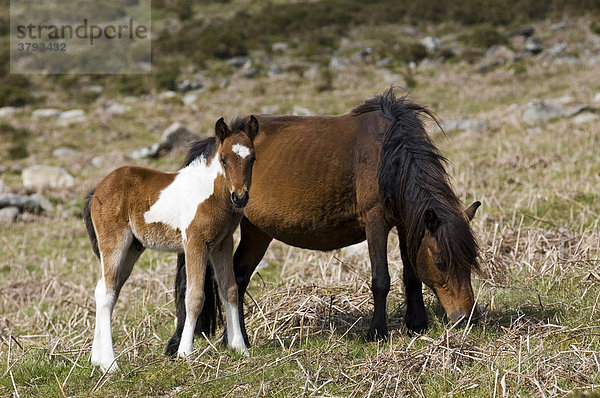 Pony mit Fohlen Dartmoor National Park Devon England