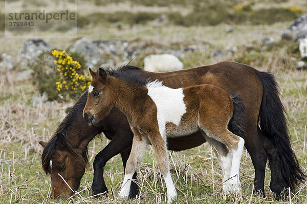 Pony mit Fohlen Dartmoor National Park Devon England