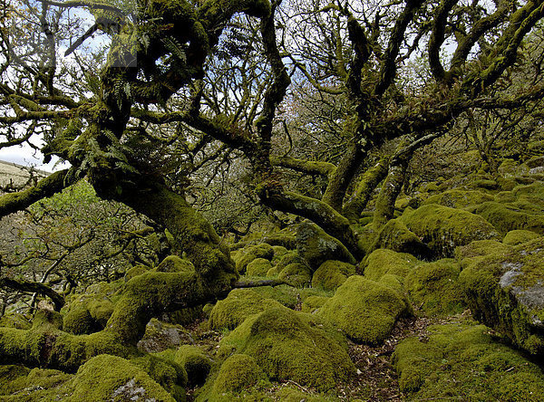 Whistmans Wood bei Two Bridges Dartmoor National Park Devon England
