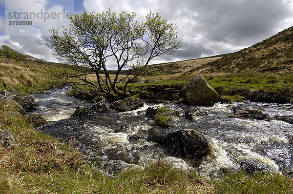 Dart Fluss bei Whistmans Wood Dartmoor National Park Devon England