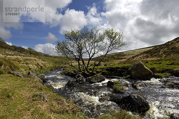 Dart Fluss bei Whistmans Wood Dartmoor National Park Devon England