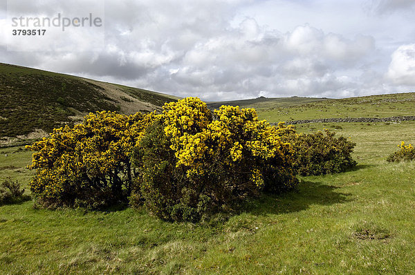 Stechginster Ulex europaeus bei Two Bridges Dartmoor National Park Devon England