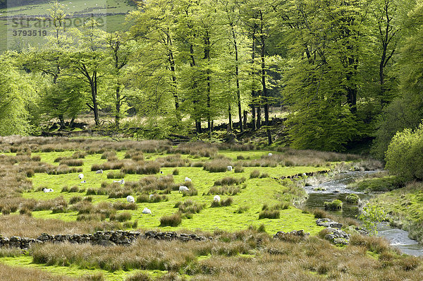 Tal des Flusses Dart bei Two Bridges Dartmoor National Park Devon England