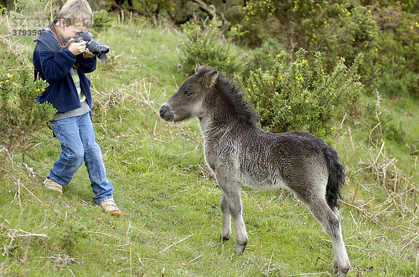 Junge fotografiert Shetland Pony in süd-west England