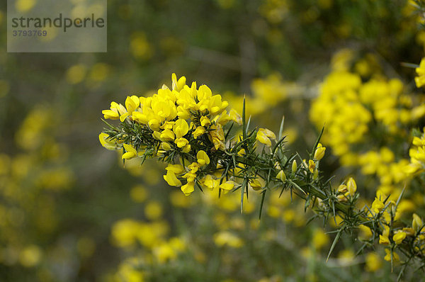 Stechginster Ulex europaeus Dartmoor National Park Devon England