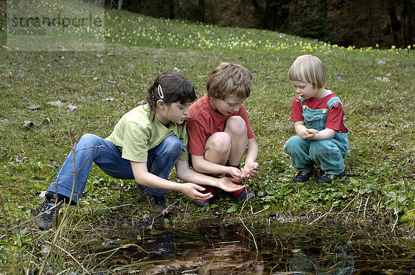 Kinder an kleinem Teich haben einen Bergmolch Triturus alpestris gefangen Bayern Deutschland