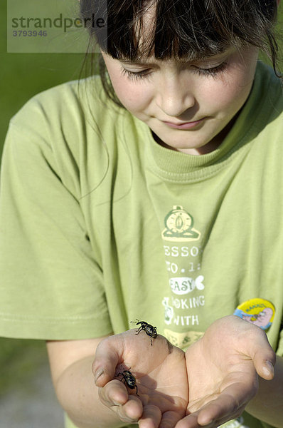 Siebenjähriges Mädchen hält Käfer Großer Rüsselkäfer Riesenrüßler Liparus glabrirostris Bayern Drutschland