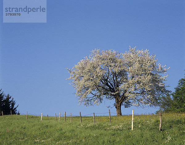 Blühender Apfelbaum steht auf einer Wiese Samerberg Oberbayern