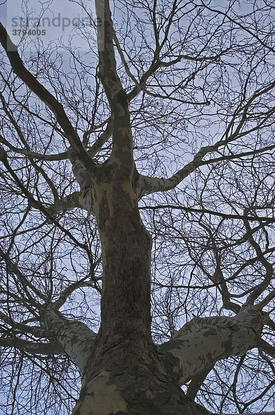 Ein Baum  eine Platane  von unten gesehen ohne Blätter im Winter