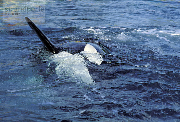 Killerwal ( Orcinus orca )