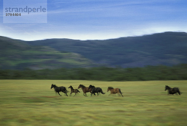 Rennende Pferde - Patagonien   Grenze zwischen Chile und Argentinien