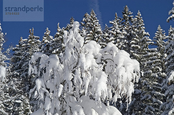 Zweige von Schnee bedeckt
