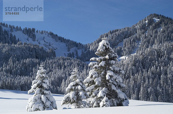 Fichten im Schnee Valepp am Spitzingsee Oberbayern Bayern Deutschland