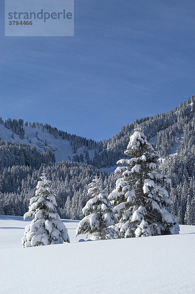 Fichten im Schnee Valepp am Spitzingsee Oberbayern Bayern Deutschland