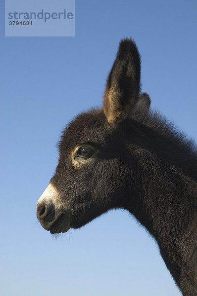 Portrait eines jungen Eselchens