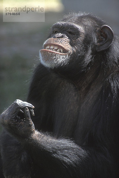 Schimpanse Pan troglodytes
