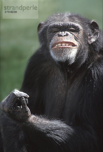 Schimpanse Pan troglodytes