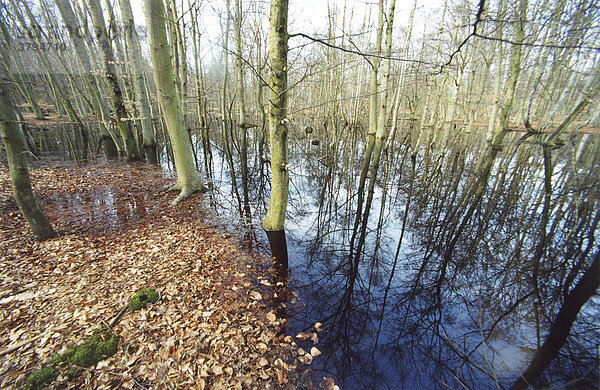 Ostsee  Zingst Wald
