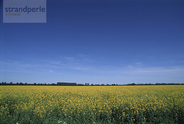 Weiß gelb blau Raps