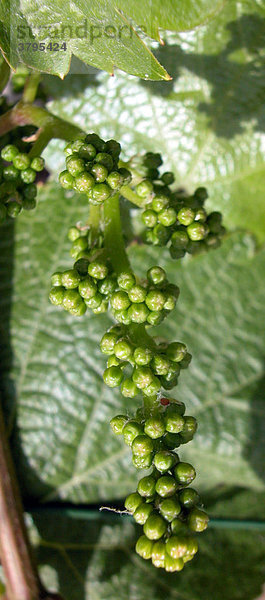 Young grapes