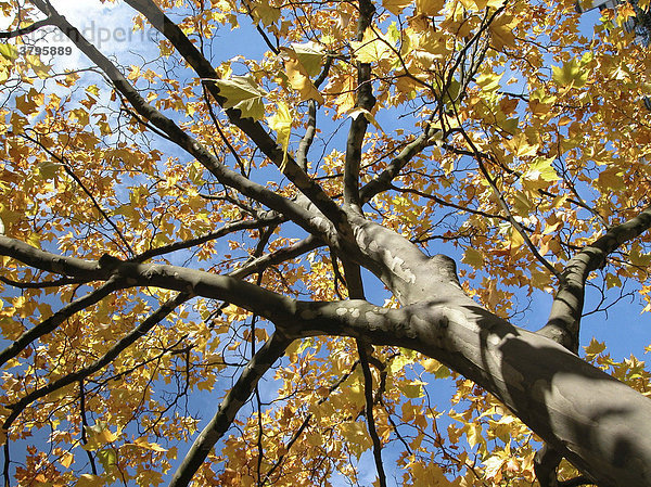 Herbst Baum mit gelben Blättern