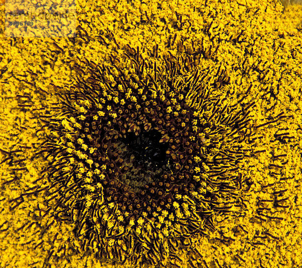 Sonnenblume Samen