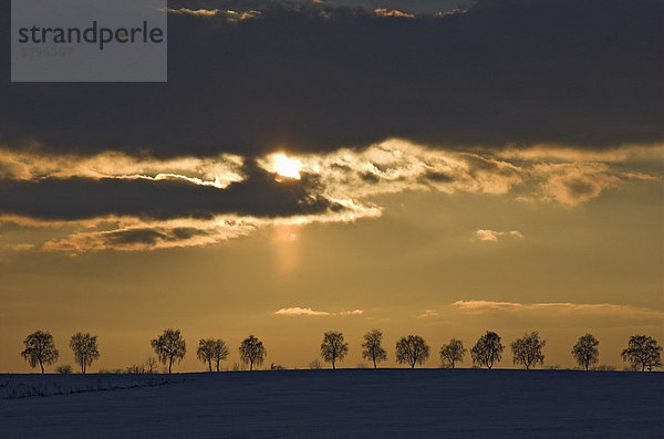 Eine Baumreihe im Gegenlicht bei Sonnenuntergang  Deutschland