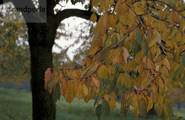 Herbstlaub (gelb-rote Blätter) an Kirschbaum auf Streuobstwiese im Wieslauftal  Rems-Murr-Kreis  Baden-Württemberg