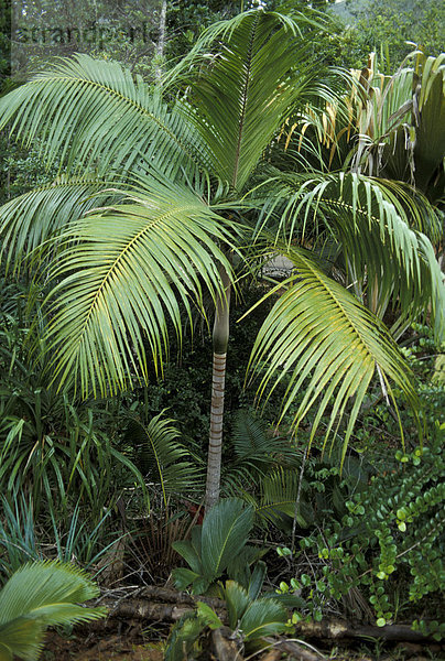 Junge Palme (Königspalme  Roystonia regia) im Dschungel-Unterholz Insel Praslin  Seychellen