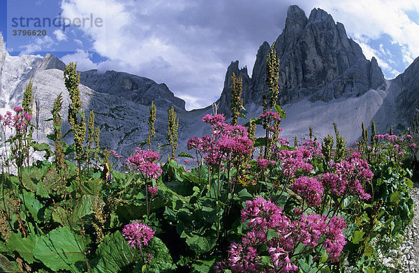 Kahler Alpendost Adenostyles glabra vor dem Zwölfer Dolomiten Italien