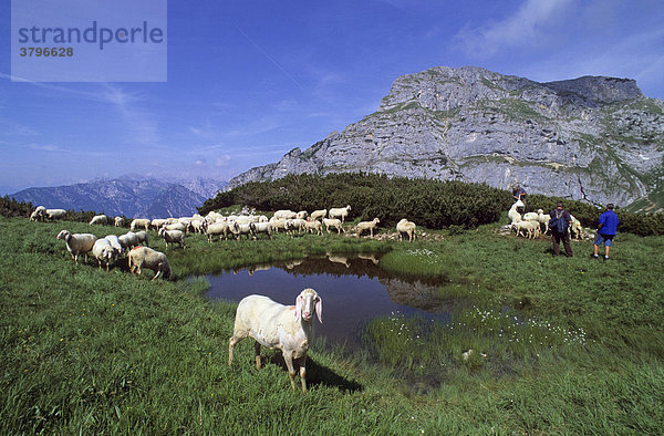 Schafe an einem kleinen See am Issköpfl Rofan Österreich