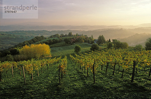 Weinberge im Sausal in Kitzeck Steiermark Österreich