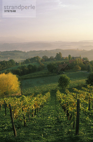 Weinberge im Sausal in Kitzeck Steiermark Österreich