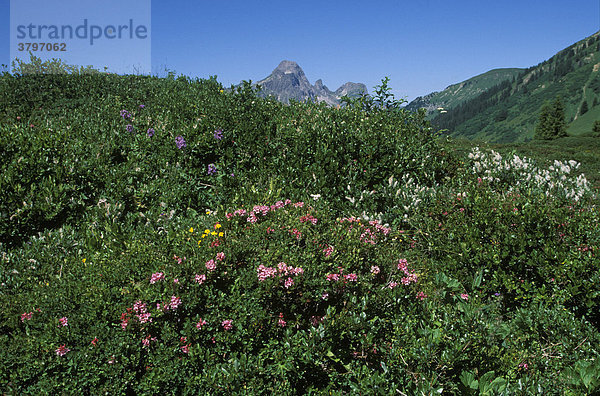 Österreich Vorarlberg Tannberg Behaarte Alpenrose