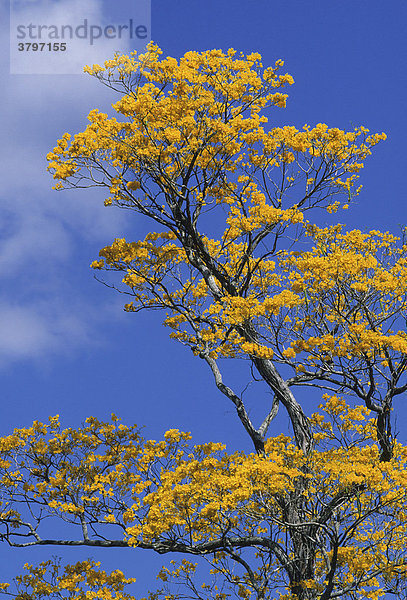 Blühender Araguaney Baum Campeche Mexico