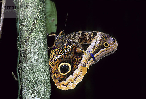 Schmetterling Caligo uranus Chiapas Mexico