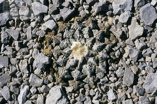 Mexiko Coahuila Cuatro CiÈnegas Kaktus Ariocarpus fissuratus lebender Stein