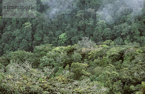 Regenwald in Cameron Highlands Malaysia