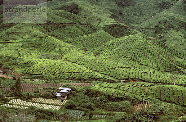 Teeplantagen und Gemüseplantagen Cameron Highlands Malaysia