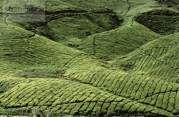Teeplantagen Cameron Highlands Malaysia