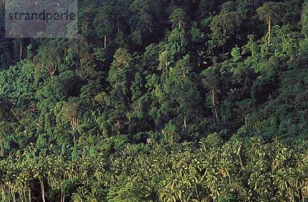 Regenwald und Kokospalmen auf Insel Tioman - Malaysia