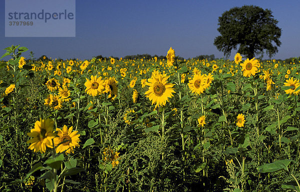 Sonnenblume