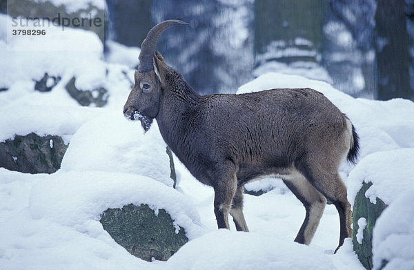 Sibirischer Steinbock