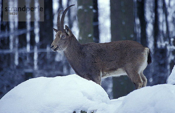 Sibirischer Steinbock