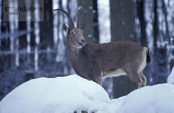 Sibirischer Steinbock