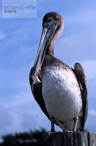 Brauner Pelikan