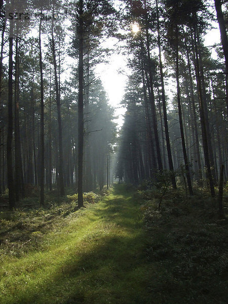 Waldweg im sonnenlicht