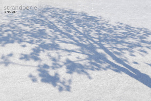 Schatten von baeumen auf schnee