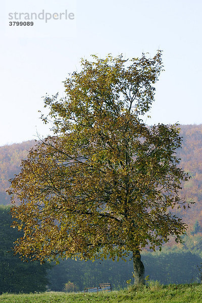 Herbstlich gefärbter Walnussbaum auf einer Wiese im hohen Westerwald  Hessen